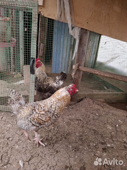 Молодые петухи