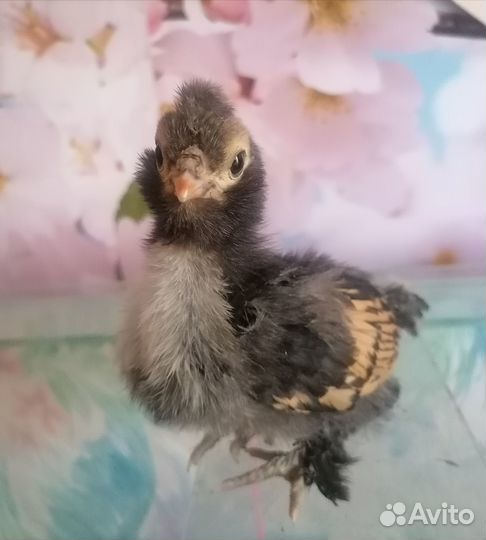 Павловские цыплята