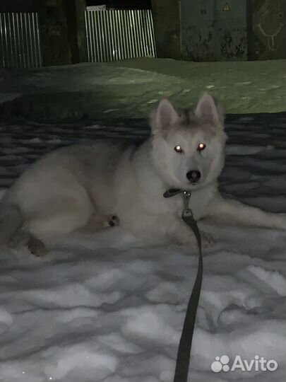 Сибирский хаски