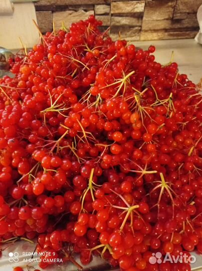 Саженцы калины