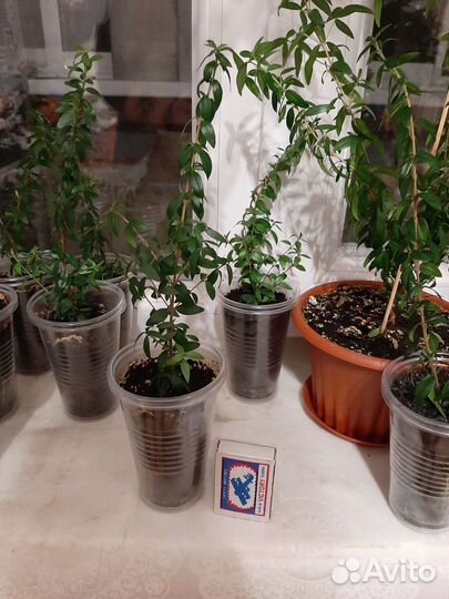 Миртовое дерево