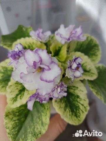 Фиалка ле- Чеширский кот