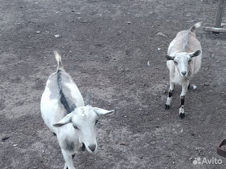 Котная коза и два козленка (девочки), продажа