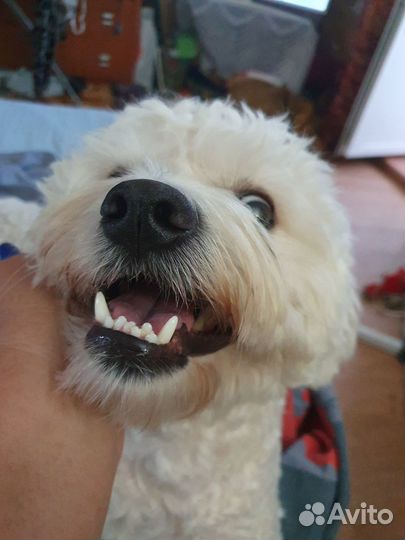 Маленькие бишоны