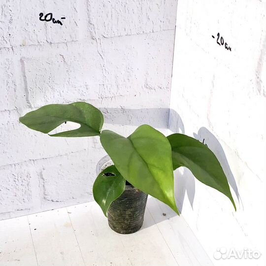 Монстера минима