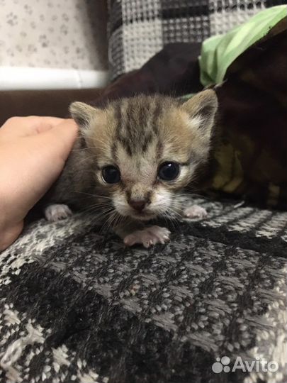 Отдам котят,нашла возле магазина вечером