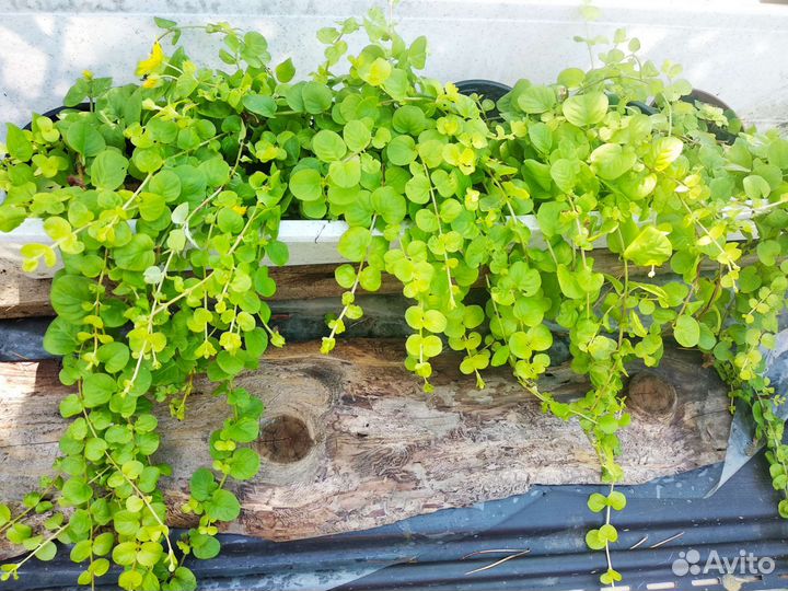 Вербейник монетчатый (лизимахия), чай луговой