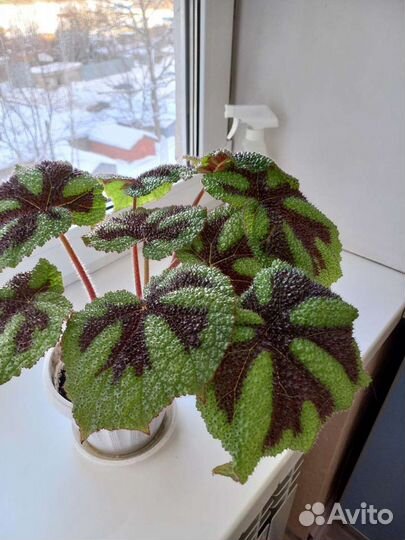 Бегония декоративно лиственная