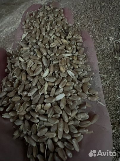 Пшеница 4 класс