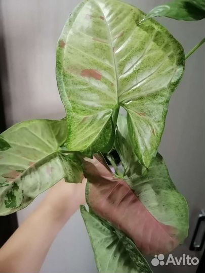 Сингониумы сортовые