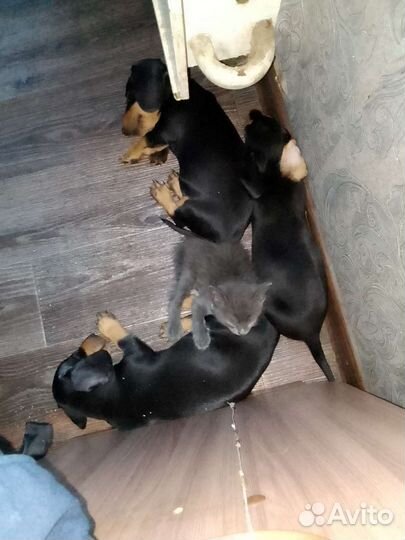 Кроличья такса