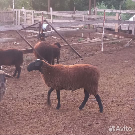 Баранчики 2024 год. всех сразу