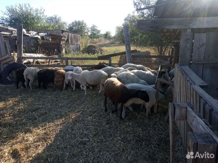 Овцы матки ягнята бараны