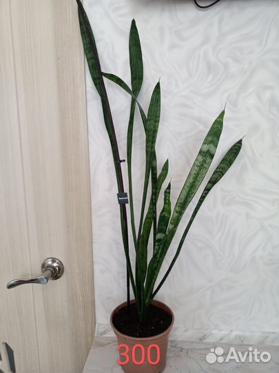 Сансевиерия-Тещин язык