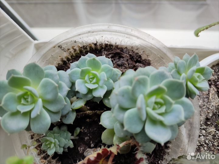 Комнатные растения цветы