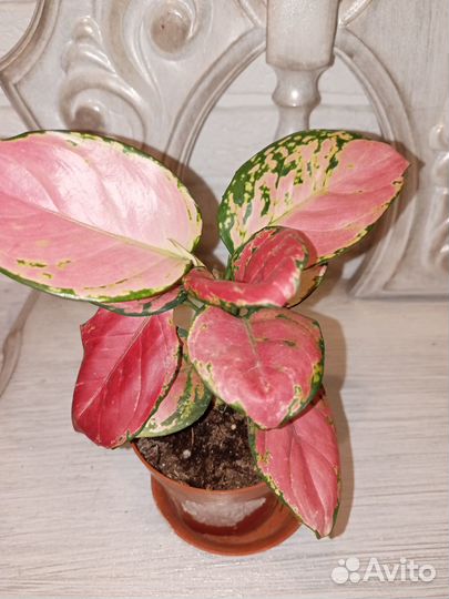 Аглаонема Ред Циркон