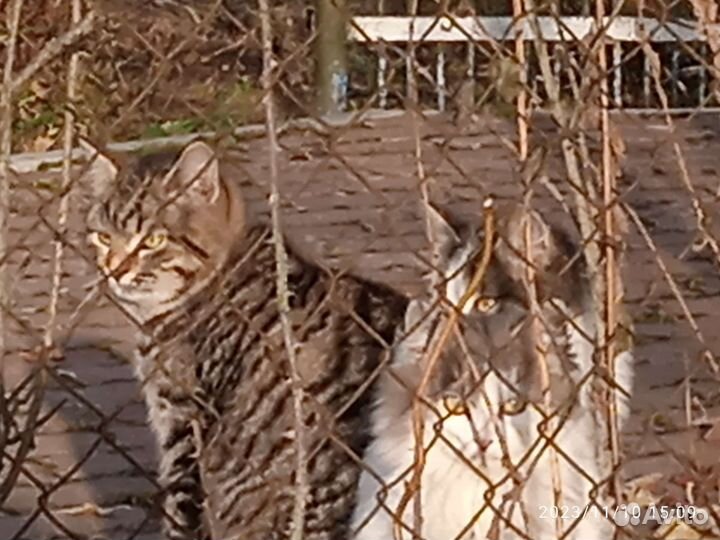 Кошечки Белевские