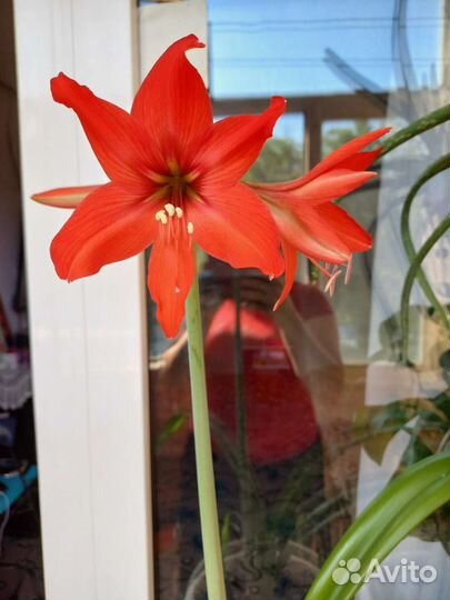 Амариллис