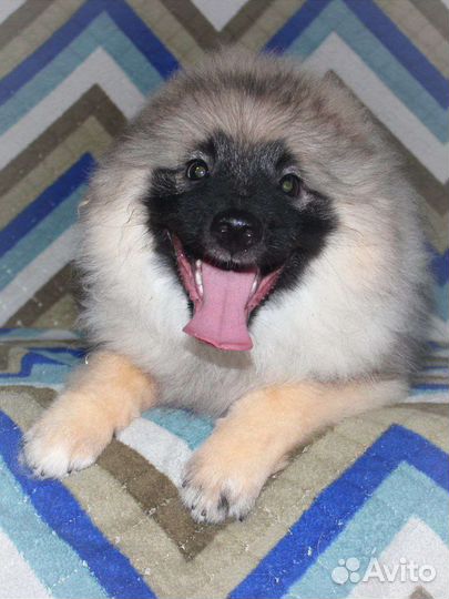 Щенки вольшпиц/кеесхонд