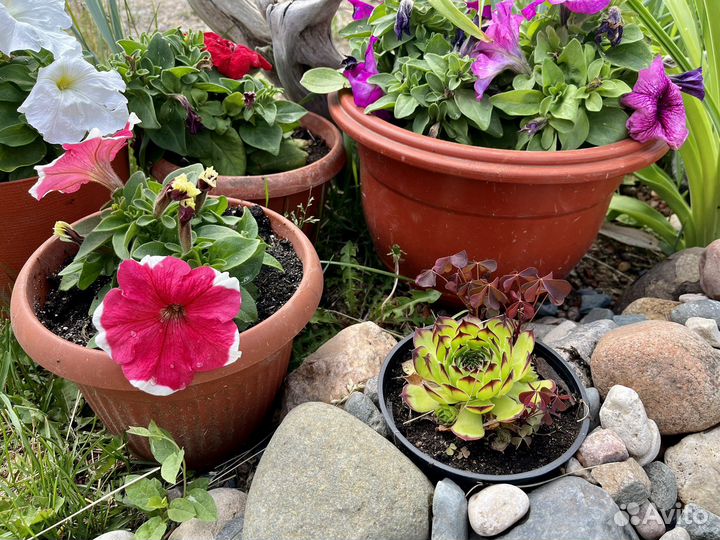 Молодило каменная роза