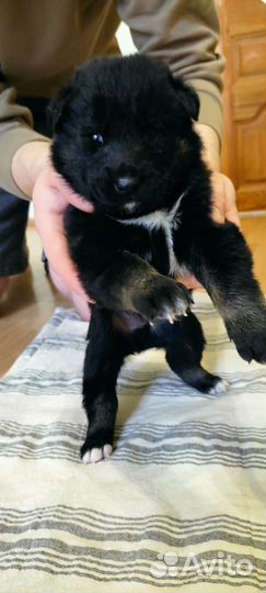 Отдам щенков в добрые руки