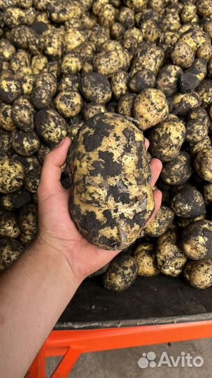 Картофель молодой оптом