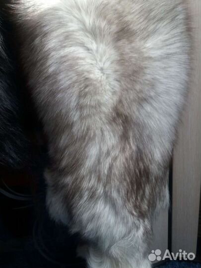 Шкурка песца цельная