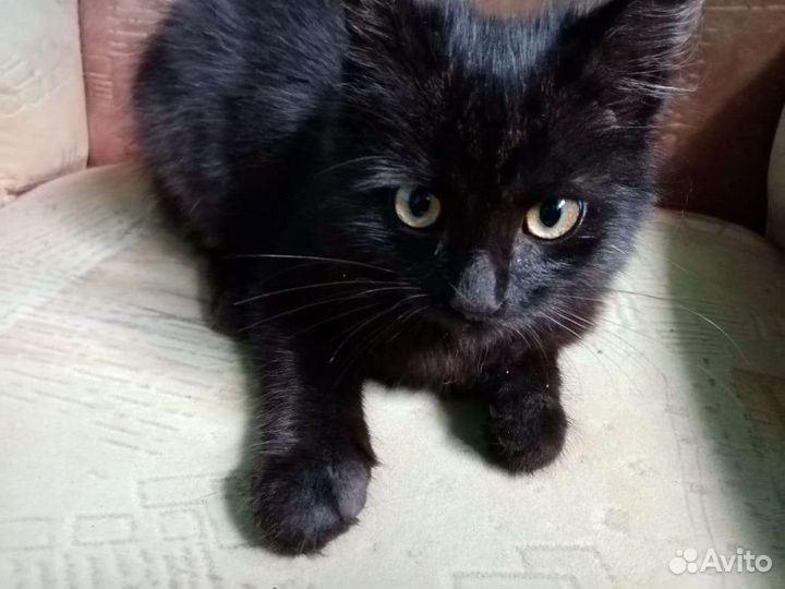 Кошка в дар