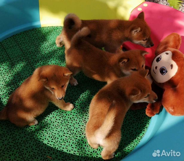 Щенки сиба шиба ину