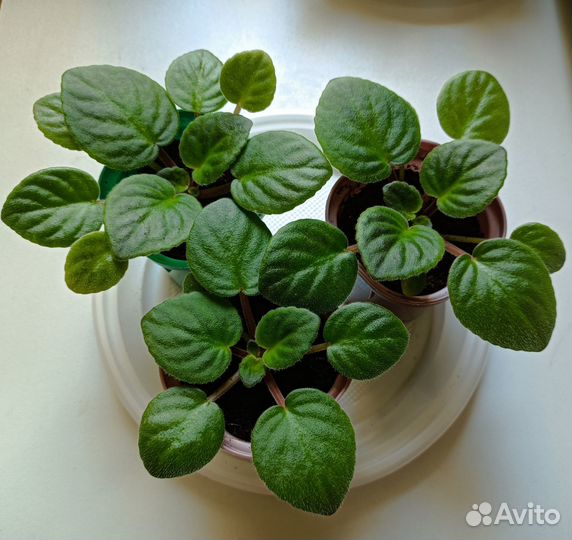 Комнатные фиалки