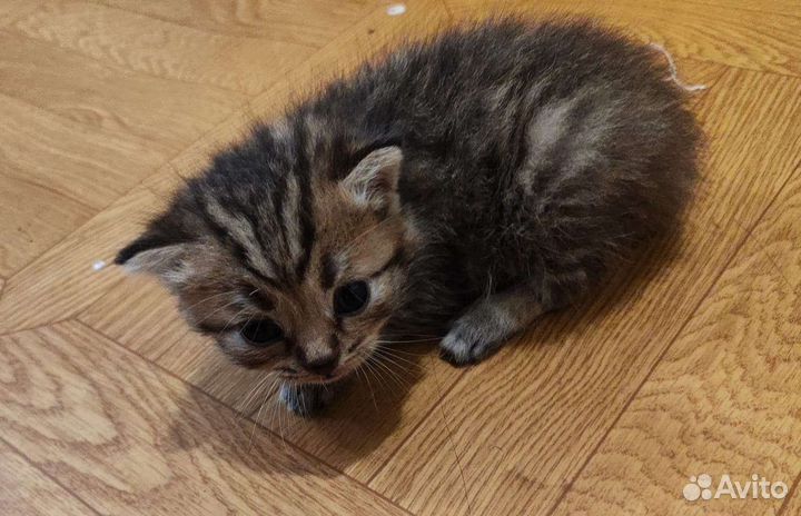 Британские котята