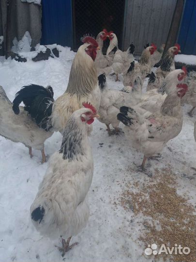 Инкубационное яйцо смешанных пород кур