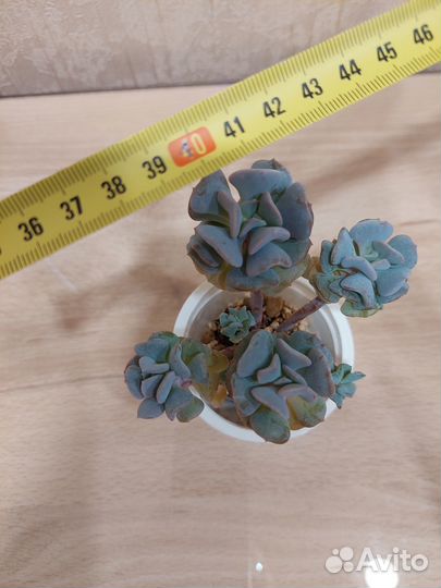 Суккуленты