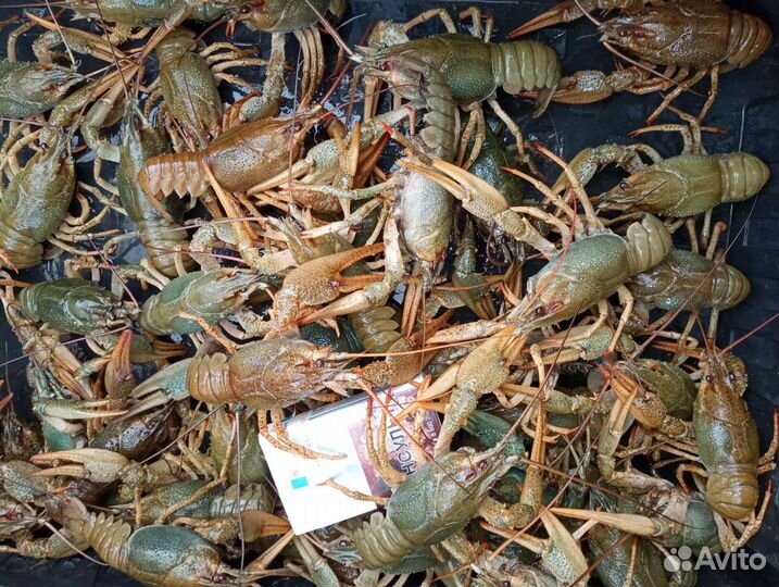 Живые раки(супер)