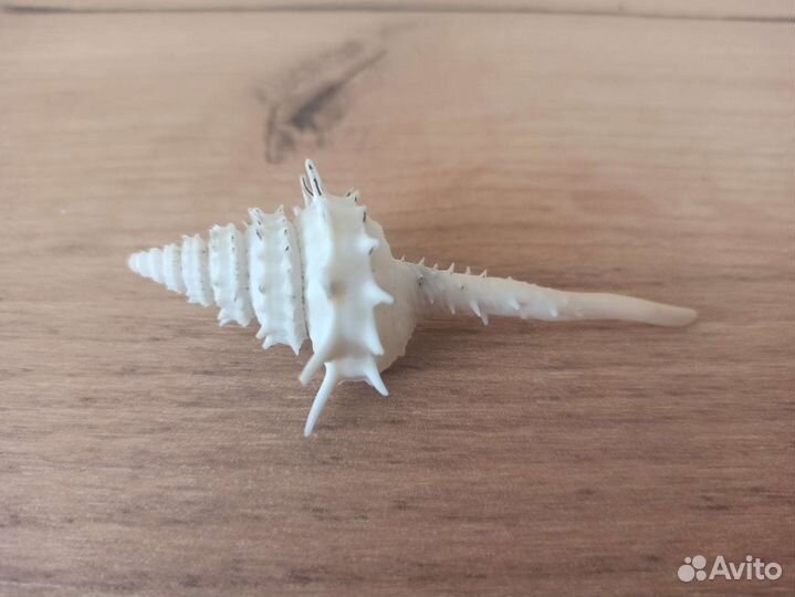 Морская раковина