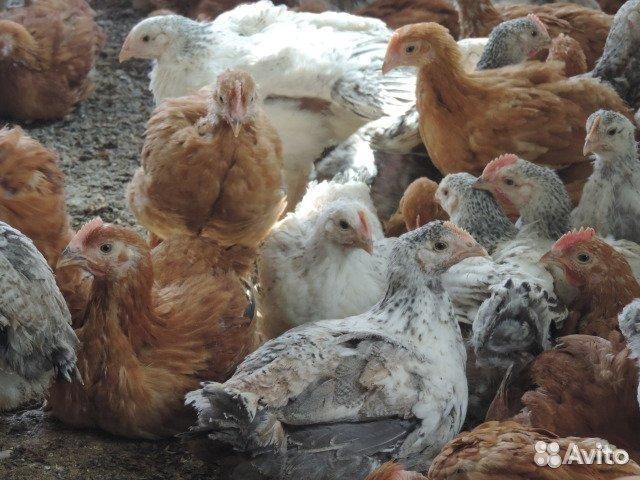 Цветной бройлер индокуры великаны месячные