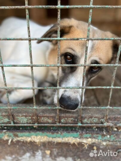 Бывшедомашняя нежная Скарлетт ищет новый дом