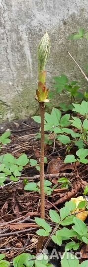 Каштан конский обыкновенный