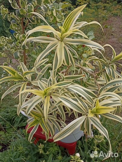 Гибискус вариегатный, драцена Песня Индии