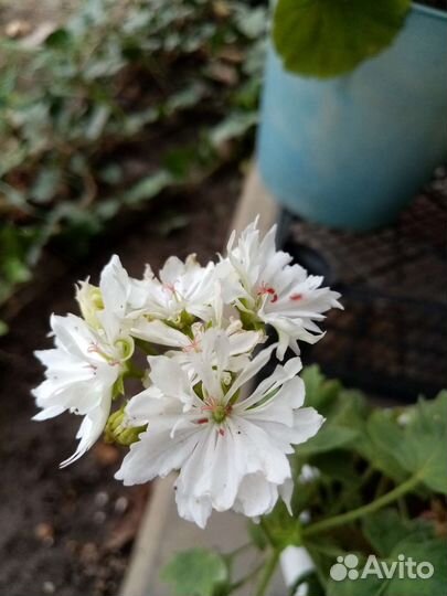 Пеларгония герань