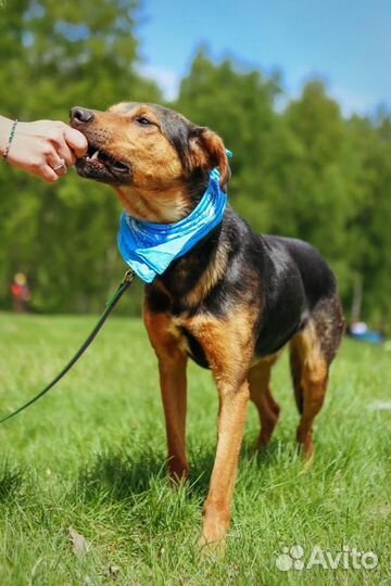 Собака ищет дом