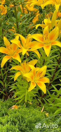 Лилии Голландской селекции