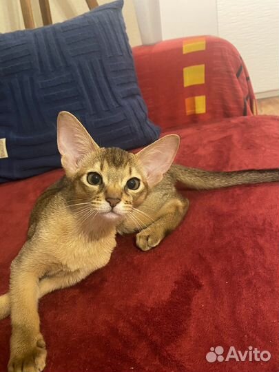 Абиссинские котята