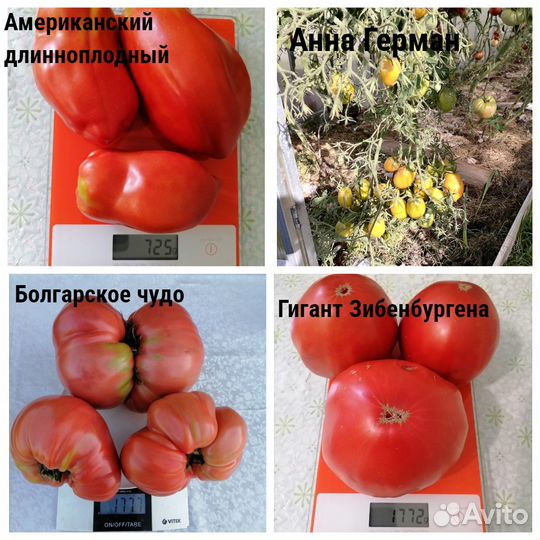 Семена томатов своего сбора