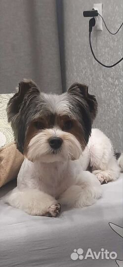 Бивер йорк вязка