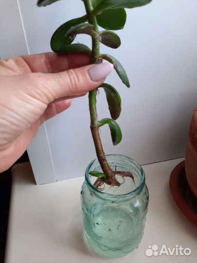 Толстянка,алоэ