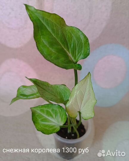 Декоративно-лиственные