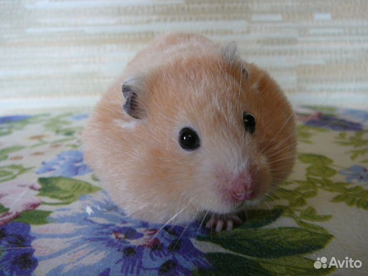 Сирийский сатиновый хомячок (привезу бесплатно)