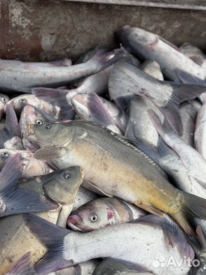 Карп зеркальный