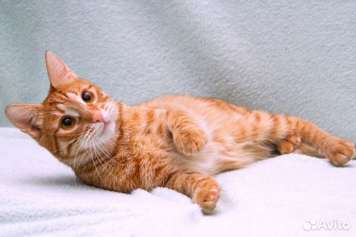 Ярко-рыжий кот Кум Тыква